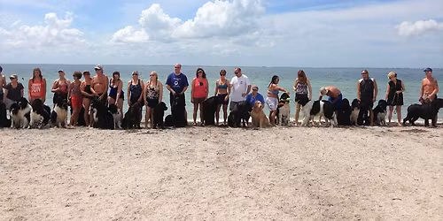 17th Annual Newfies and Friends Ft Desoto Beach Day