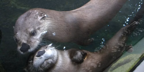 You Otter Know