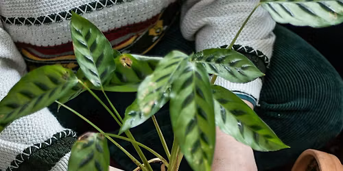 Entiende a tus Plantas: Taller para cuidarlas mejor