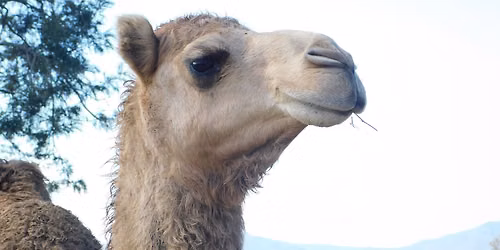 Summer Land Camel Farm - Day Tour