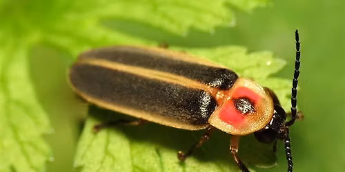 Member Exclusive: Fireflies and S'mores