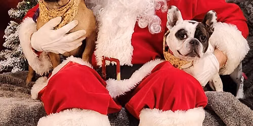 Santa Pictures for Pets