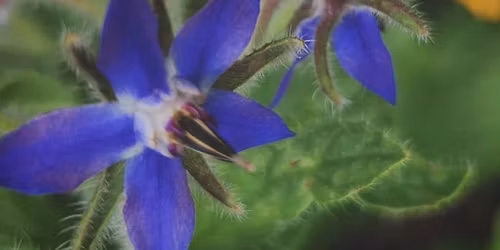 11th Annual Spring Plant Sale