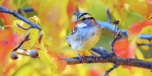 Fall Migration Bird Walk