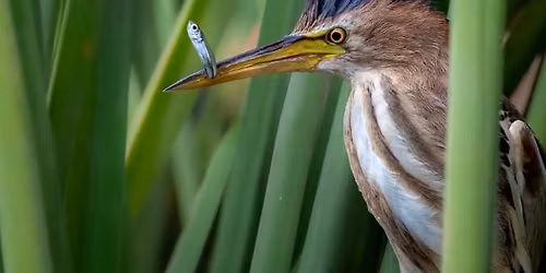 Projected Digital Image League Competition - 5th Round