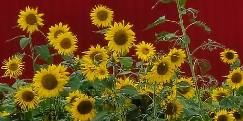 Lana's Enchanted Skye- Open House