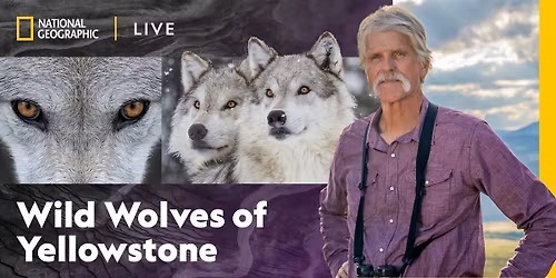 The Wild Wolves of Yellowstone