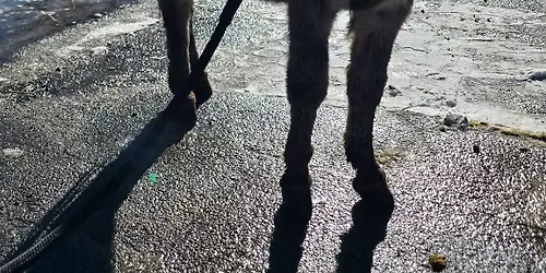 Dominic/Santa Portraits and Pet Food Fundraiser! 