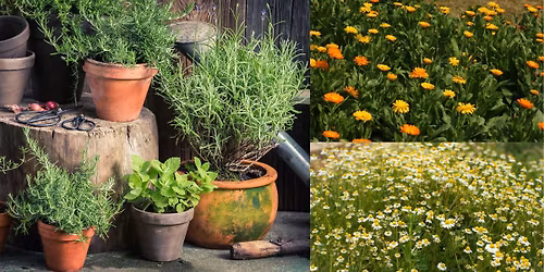 Top 10 Herbs to Grow at Home