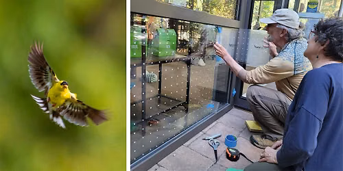 Creating Safe Spaces for Birds