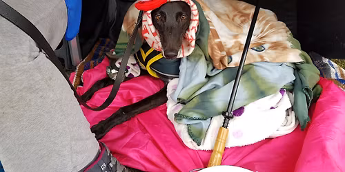 Kempton Park Meet & Greet, December 2025