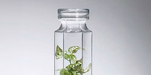 PLANTHARIUMS: Jardines en Miniatura