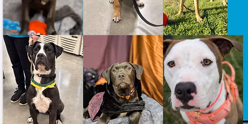 \ud83c\udf7bpaws for a beer - meet some pups!\ud83d\udc3e