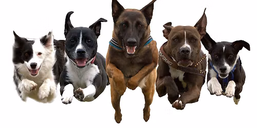 The Canine Stars Stunt Dog Show