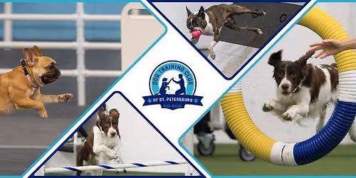 AKC Scent Trial - Dog Training Club of St Pete