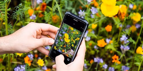 City Nature Challenge - Salford Priors