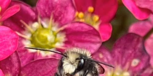 Orcharrd Mason Bees