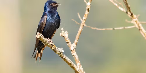 Simple Ecology on Wisconsin Purple Martins Along with 40 Years of Friendship