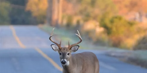 Lecture: The How-to's and What-do's for Baltimore's Urban Deer Population