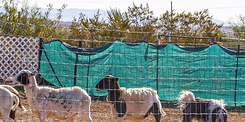 North Louisiana Herding Association