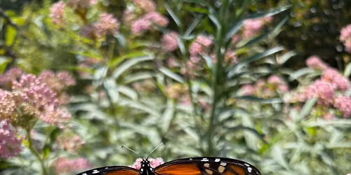 Butterfly Day