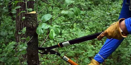 Trimming Buckthorn at the Sanctuary