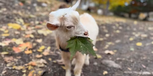 G.O.A.T.S. - Greatest Of All Time Sketchers - sketch the goats!