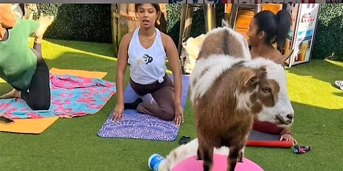 Gentle Goat Yoga
