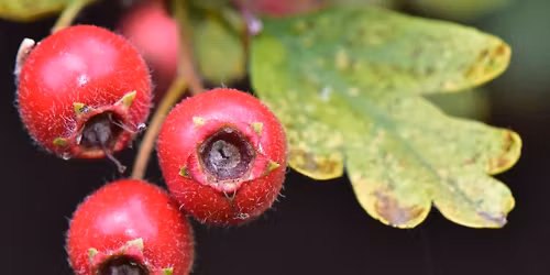 Berry Christmas - a Portsdown Walk