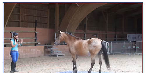 Stage Libert\u00e9 en Equifeel 