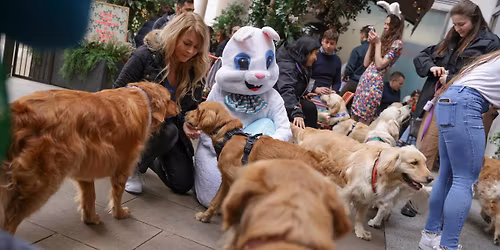 GOLDEN RETRIEVER CAFE - GLASGOW