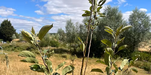 Orchard Planning & Design Course