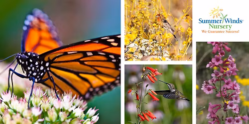 Native Plants for Desert Pollinators (Glendale)