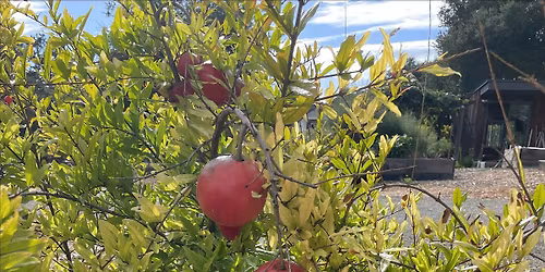 Library Talk-Perennial Edibles