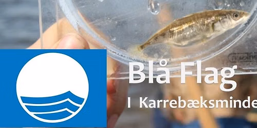 Strandkrea