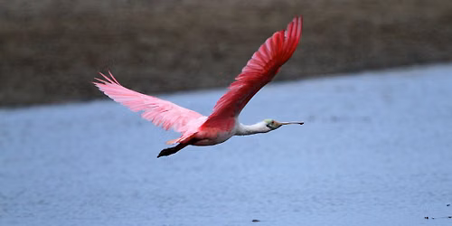 Bird Cruise