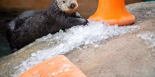 End of Summer Blast at Point Defiance Zoo & Aquarium