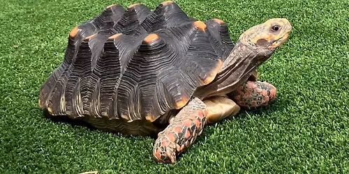 Dewey's Sweet Sixteen