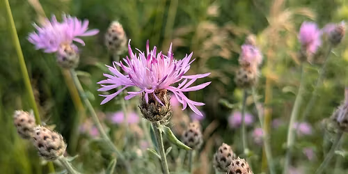 Spotted Knapweed Pull at Wisconsin Point