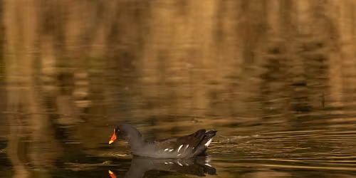 Moor Green Lakes, Midweek Field Trip