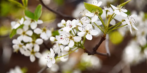 Spring Membership Meeting (Hybrid)