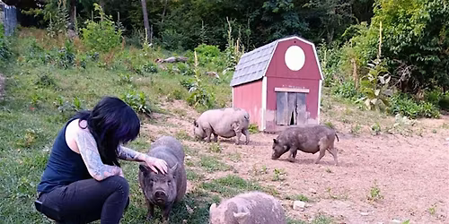 Summer Pig-nic