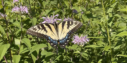 Pollinator Palooza at Mason Neck State Park