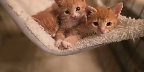 Delanie's Lemonade 5th Annual Squeeze the Day!