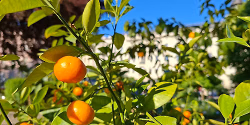 Prodejn\u00ed v\u00fdstava citrus\u016f a dal\u0161\u00edch (sub)tropick\u00fdch plodin