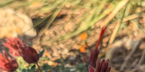 DIY ColoradoScape: Save Water Without Breaking the Bank