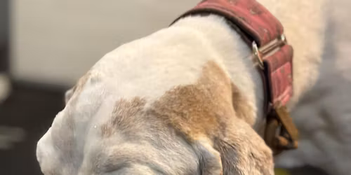 V\u00fdcvikov\u00fd t\u00e1bor s J\u010cPA 2026