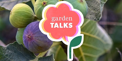 Free Garden Talk - All About Fig-tastic Fig Trees!