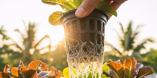 Sunninghill | Deep Water Culture Hydroponic Growing Workshop | 19 Sept @12pm