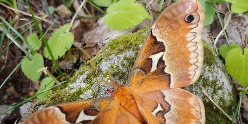 Mothing at the NC Arboretum